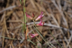 Astragalus inversus