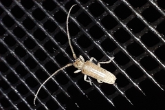 Stenidea alutacea