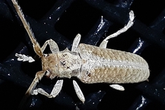 Stenidea alutacea