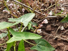 Jarilla heterophylla