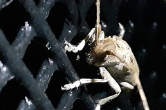 Stenidea alutacea
