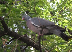 Columba palumbus