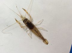 Macrobrachium faustinum