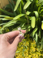 Nothoscordum
