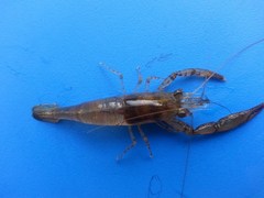 Macrobrachium faustinum