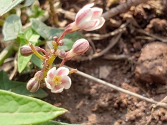 Jarilla heterophylla