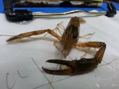 Macrobrachium faustinum