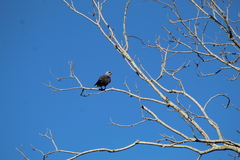 Ictinia mississippiensis