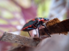 Euthyrhynchus floridanus