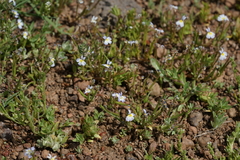 Downingia cuspidata