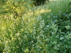 Dactylis glomerata