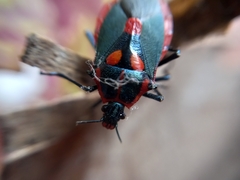 Euthyrhynchus floridanus