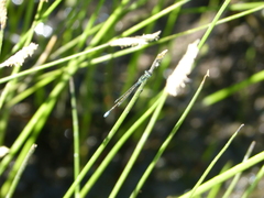 Ischnura denticollis