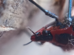 Euthyrhynchus floridanus