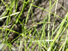 Ischnura denticollis