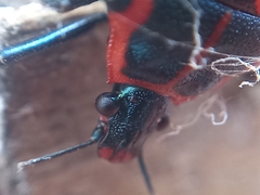 Euthyrhynchus floridanus