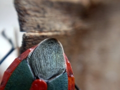 Euthyrhynchus floridanus