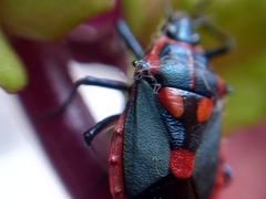 Euthyrhynchus floridanus