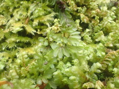 Hymenophyllum wilsonii