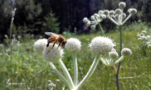 iNaturalist observation photo of Western Honey Bee