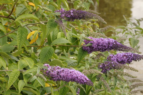 Buddleja davidii