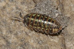 Armadillidium pictum
