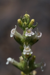 Penstemon sudans