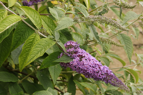 Buddleja davidii