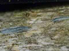 Propolis viridis