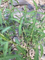 Persicaria odorata