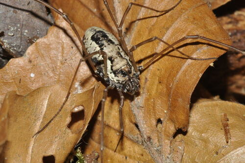 Platybunus pinetorum