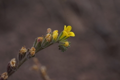 Phacelia adenophora