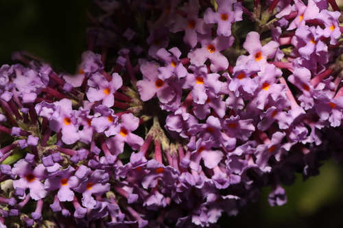 Buddleja davidii