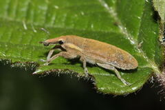 Lixus vilis