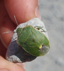 Chlorochroa persimilis