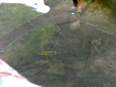Pseudoxiphophorus jonesii