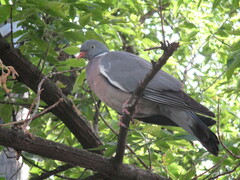 Columba palumbus