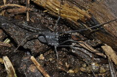 Ischyropsalis luteipes