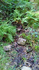 Ischyropsalis luteipes