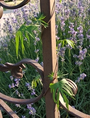 Ipomoea × multifida