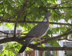 Columba palumbus