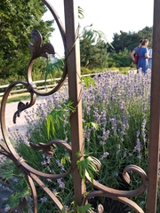 Ipomoea × multifida