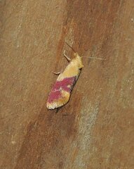 Diceratura ostrinana