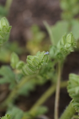Phacelia thermalis