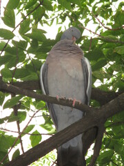 Columba palumbus