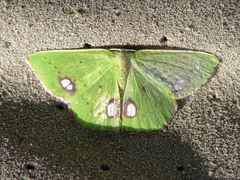 Phrudocentra centrifugaria