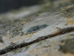 Propolis viridis