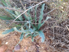 Drimia elata
