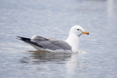 Armenian Gull photo 1