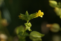 Erythranthe arvensis